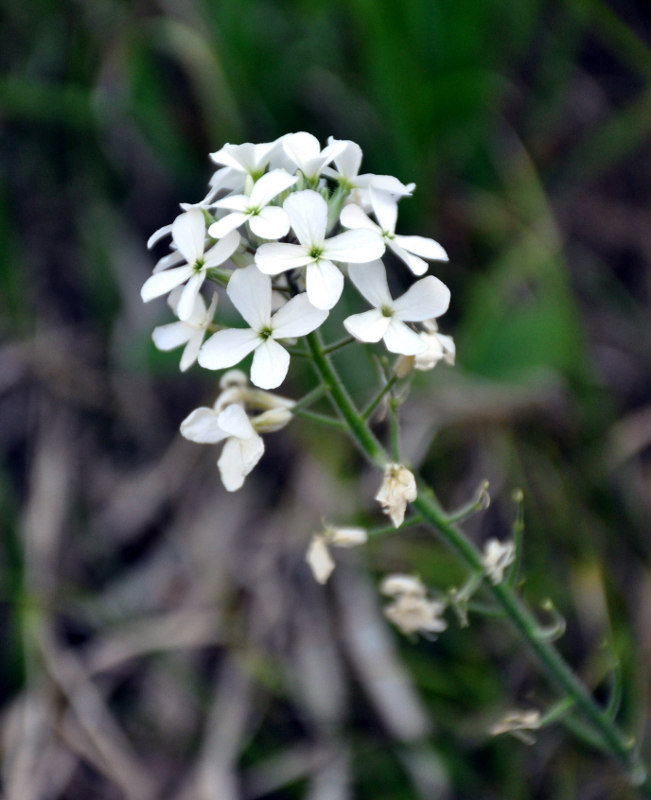 Image of Hesperis sibirica ssp. pseudonivea specimen.