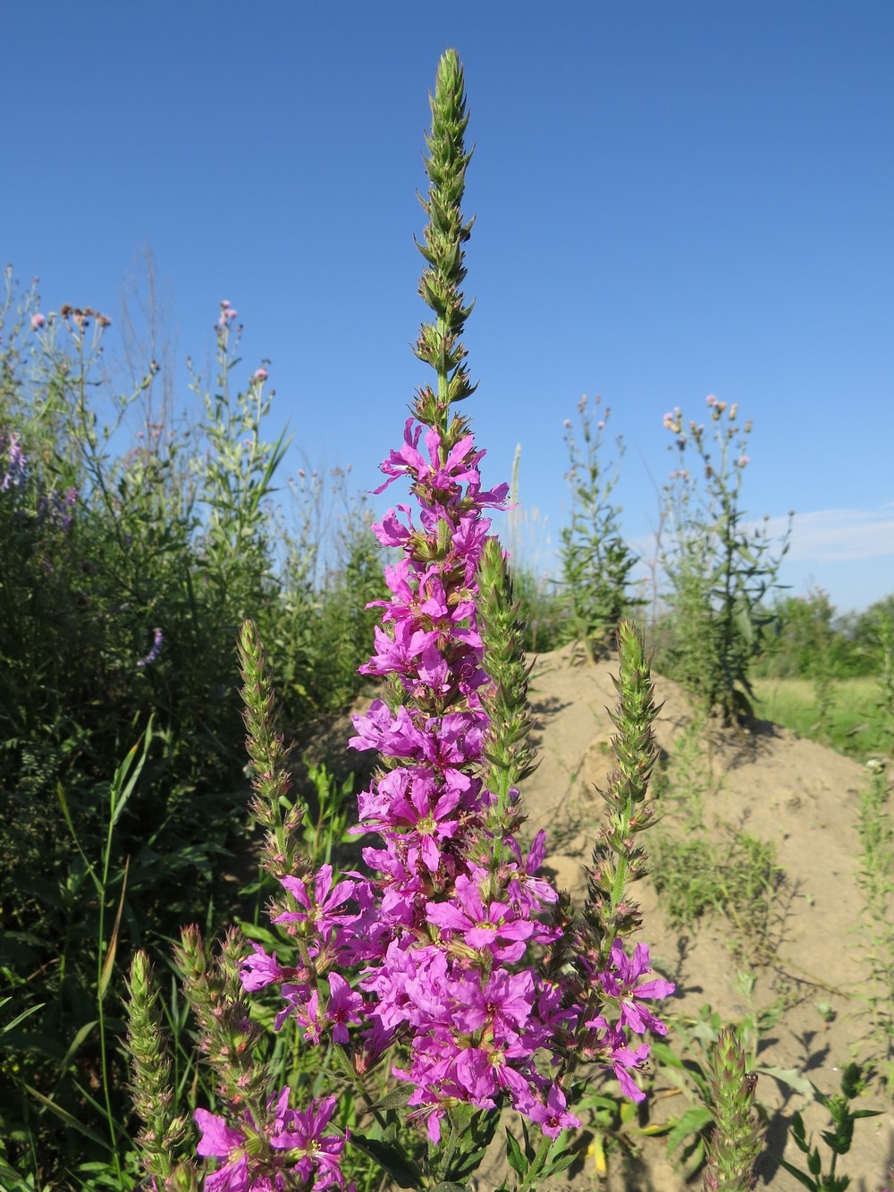 Image of Lythrum salicaria specimen.
