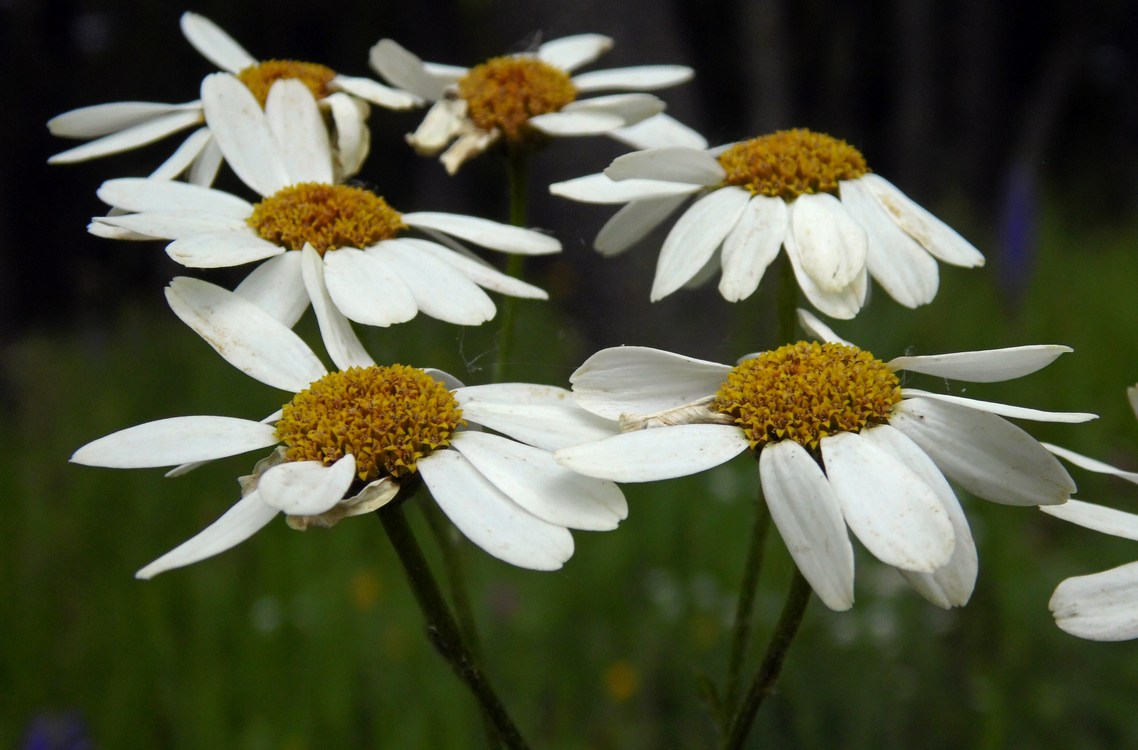 Изображение особи Pyrethrum corymbosum.