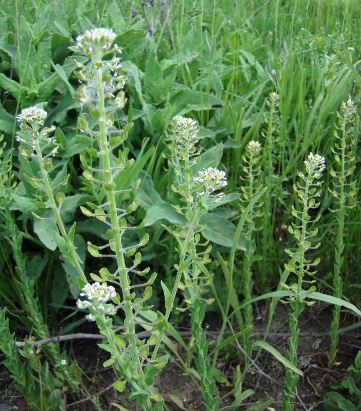 Изображение особи Lepidium campestre.