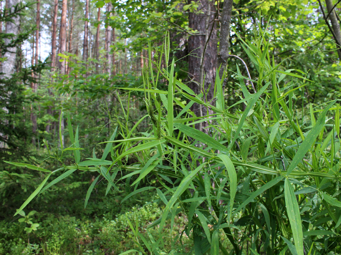 Изображение особи Lathyrus sylvestris.