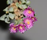 Lampranthus deltoides