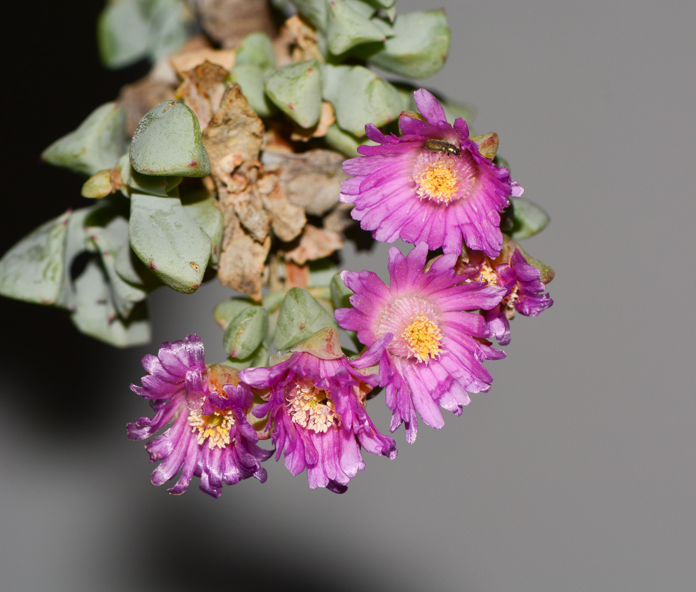 Изображение особи Lampranthus deltoides.