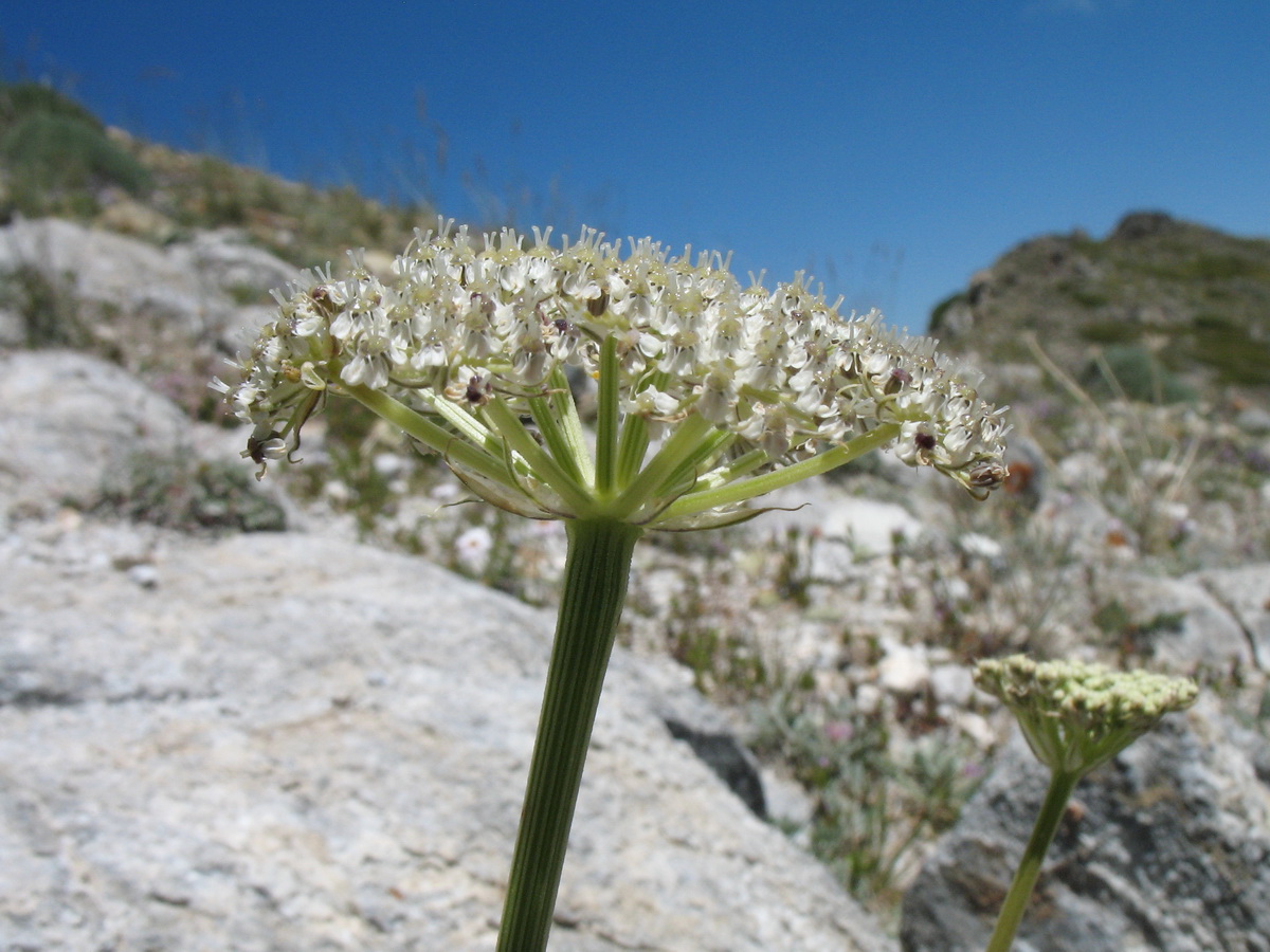 Image of Seseli talassicum specimen.