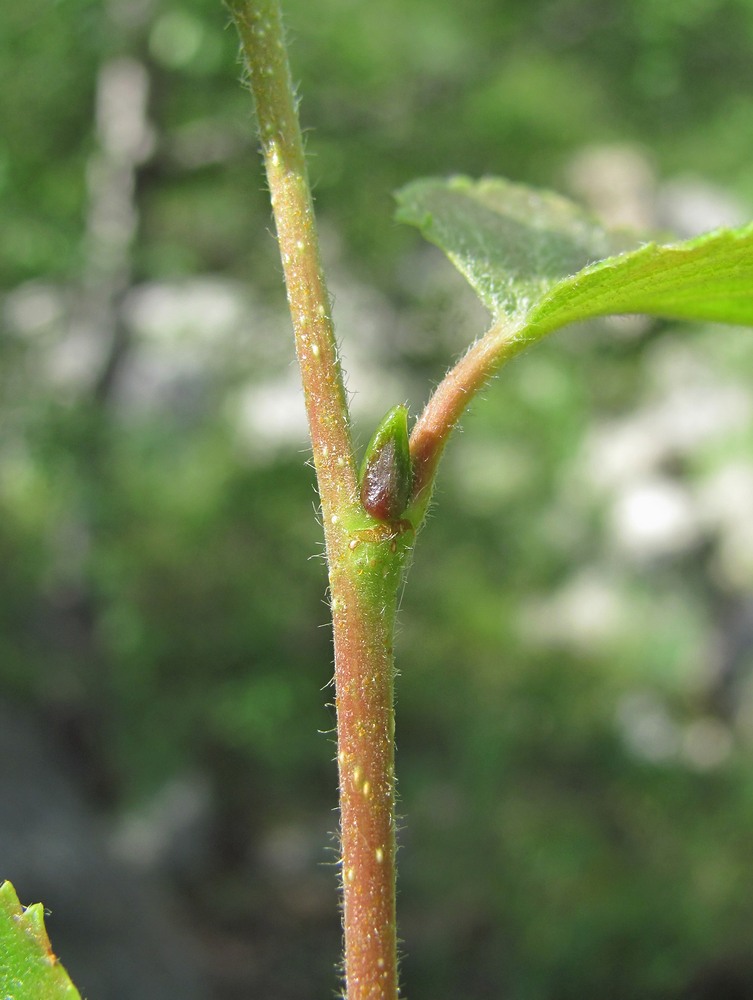 Image of Betula litwinowii specimen.