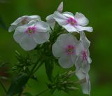 Phlox paniculata. Верхушка соцветия с бутонами и цветками. Московская обл., Раменский р-н, окр. дер. Хрипань, садовый участок. 14.08.2017.