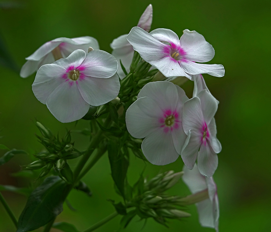 Image of Phlox paniculata specimen.