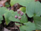 Maianthemum bifolium. Соплодие. Украина, Ивано-Франковская обл., Болеховский горсовет, Козакивский сельсовет, окр. с. Сукиль, склон горы Гребля, опушка букового леса. 25.08.2017.