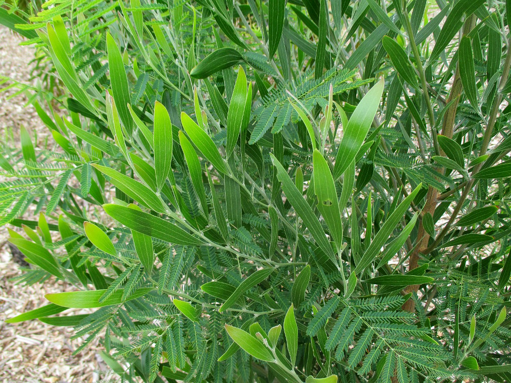 Изображение особи Acacia melanoxylon.