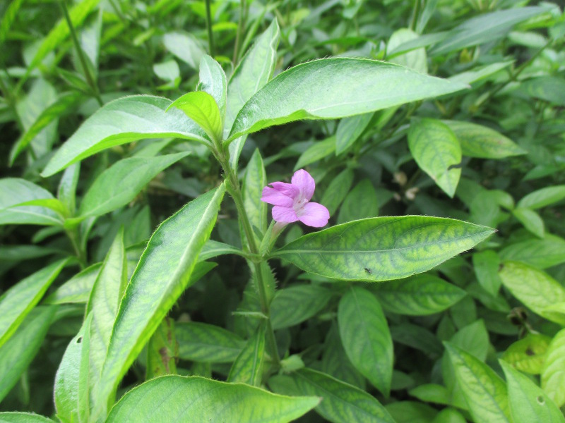 Image of Barleria cristata specimen.