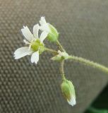 Holosteum umbellatum