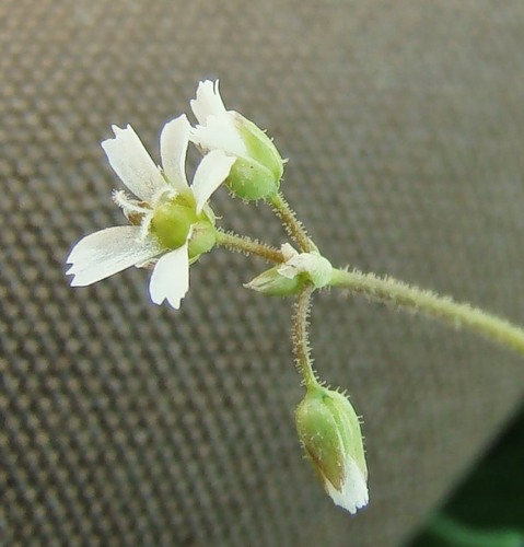 Image of Holosteum umbellatum specimen.