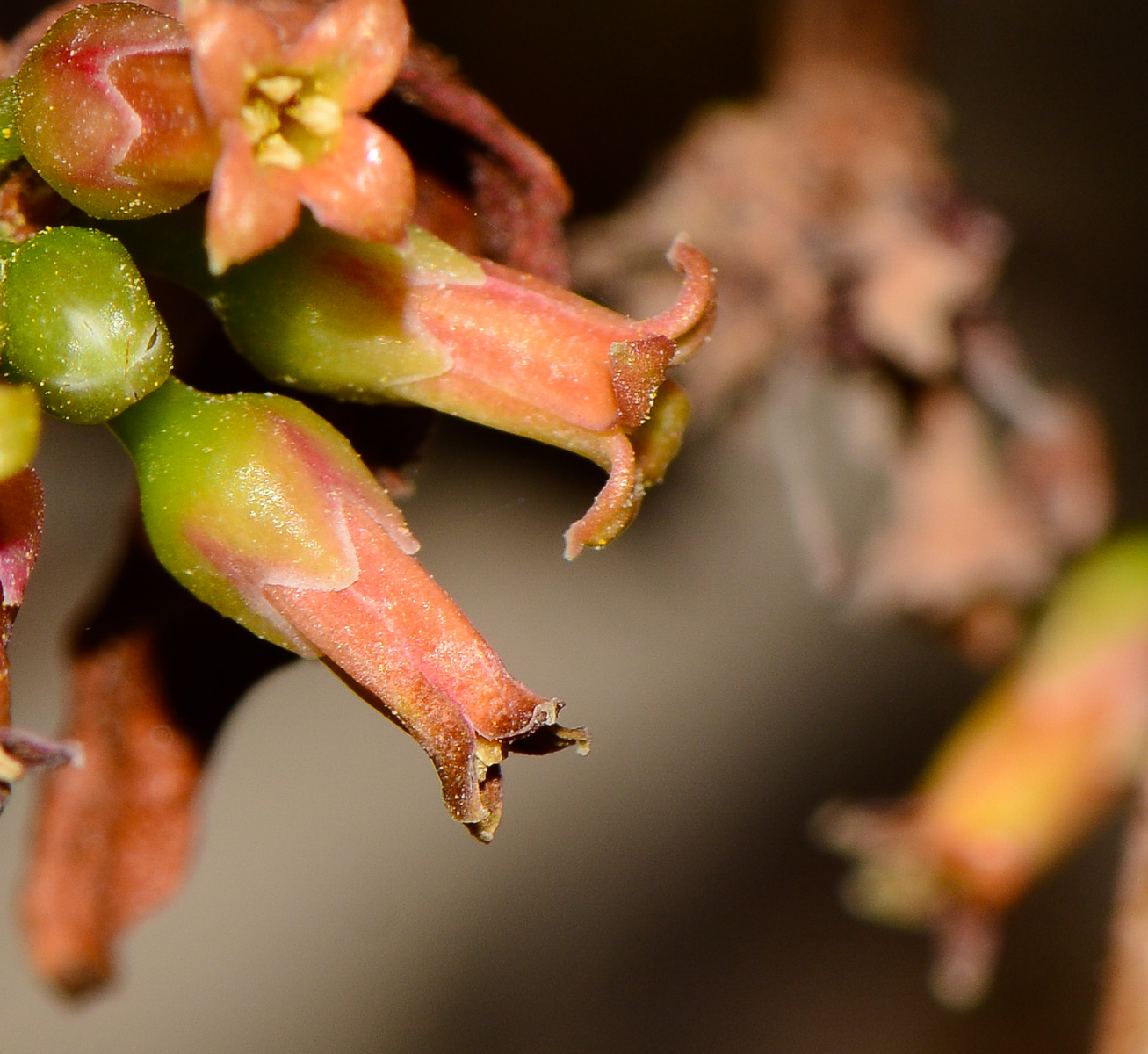 Image of Commiphora habessinica specimen.