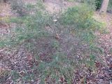 Daviesia variety villifera