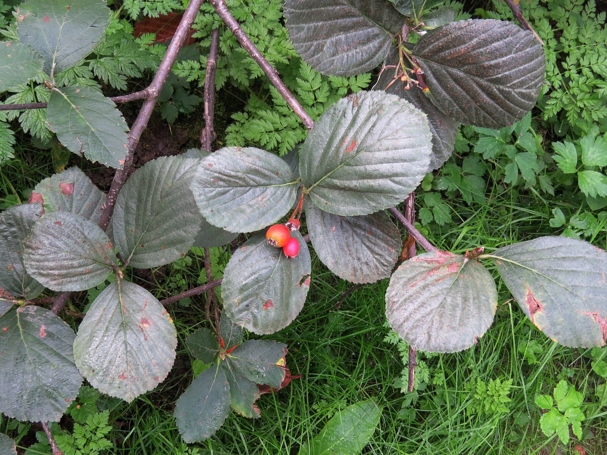 Image of Sorbus migarica specimen.