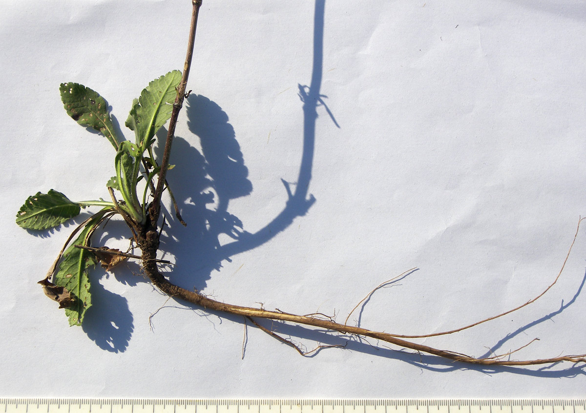 Image of Scabiosa bipinnata specimen.