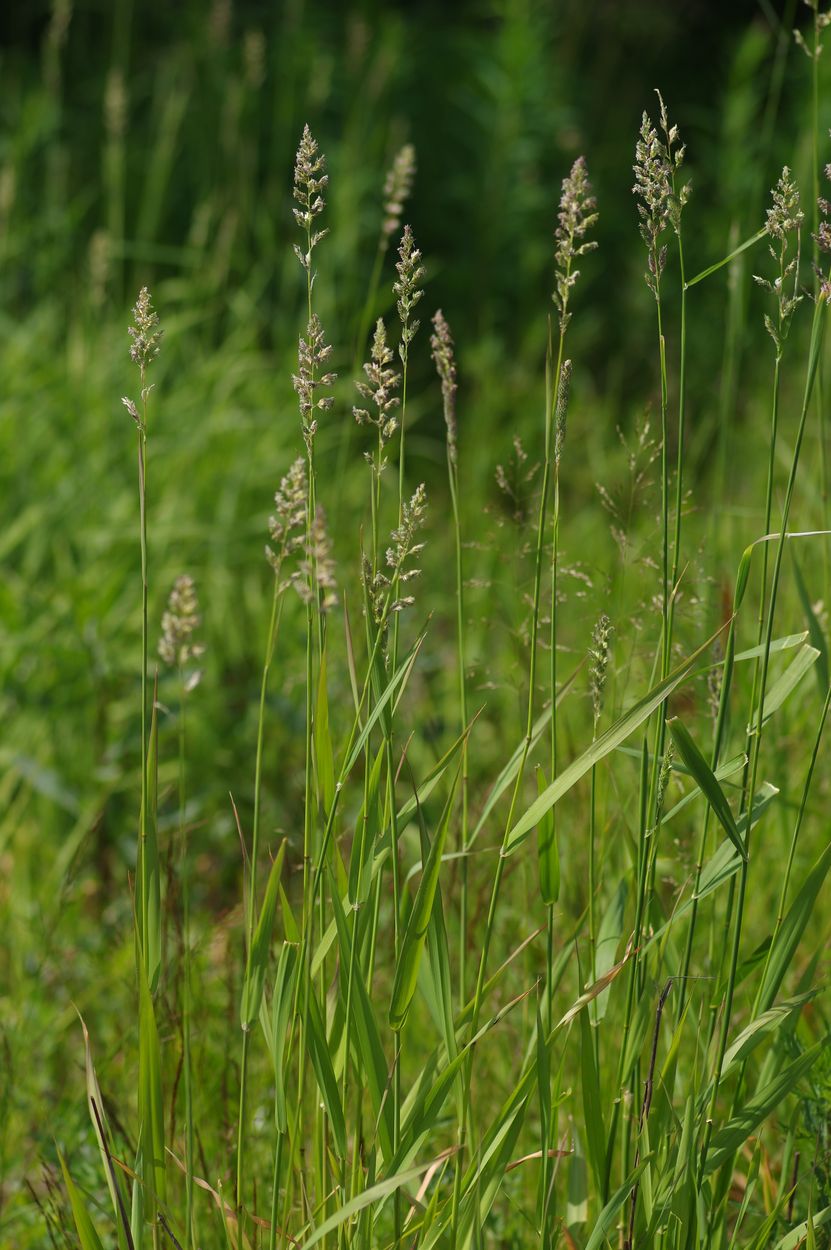 Image of Phalaroides arundinacea specimen.