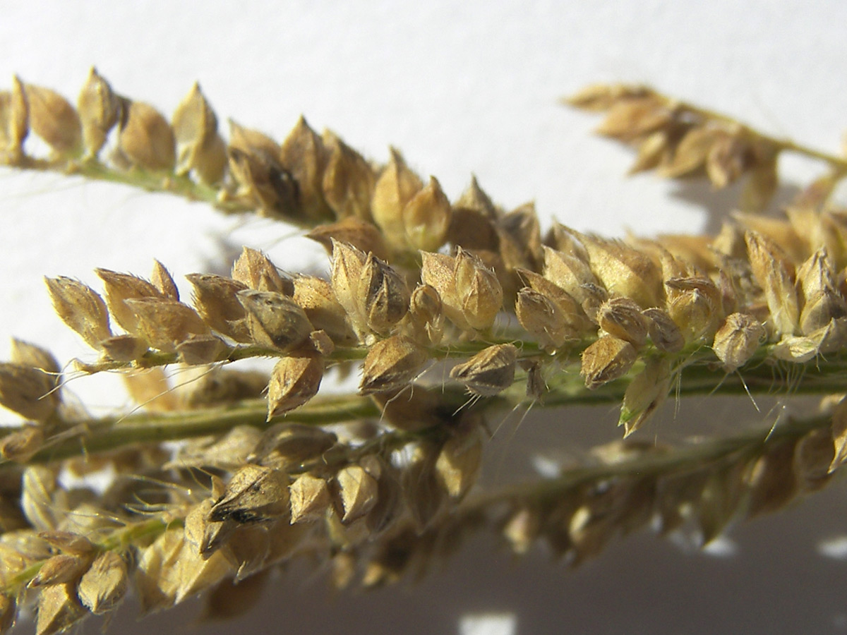 Изображение особи Echinochloa occidentalis.