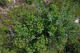 Euphorbia macrorhiza