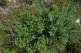 Euphorbia macrorhiza. Плодоносящее растение. Казахстан, Восточно-Казахстанская обл., окр. г. Риддер, степной склон горы. 18.06.2015.