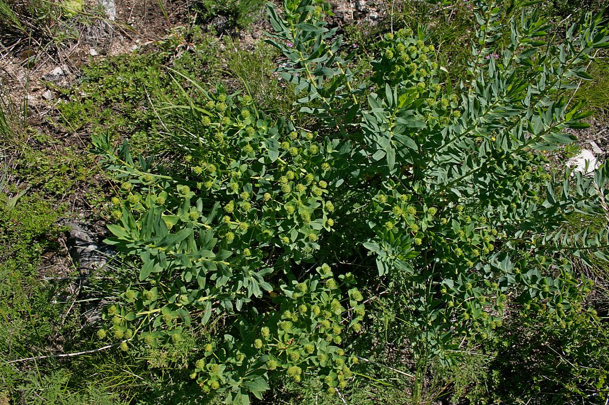 Изображение особи Euphorbia macrorhiza.