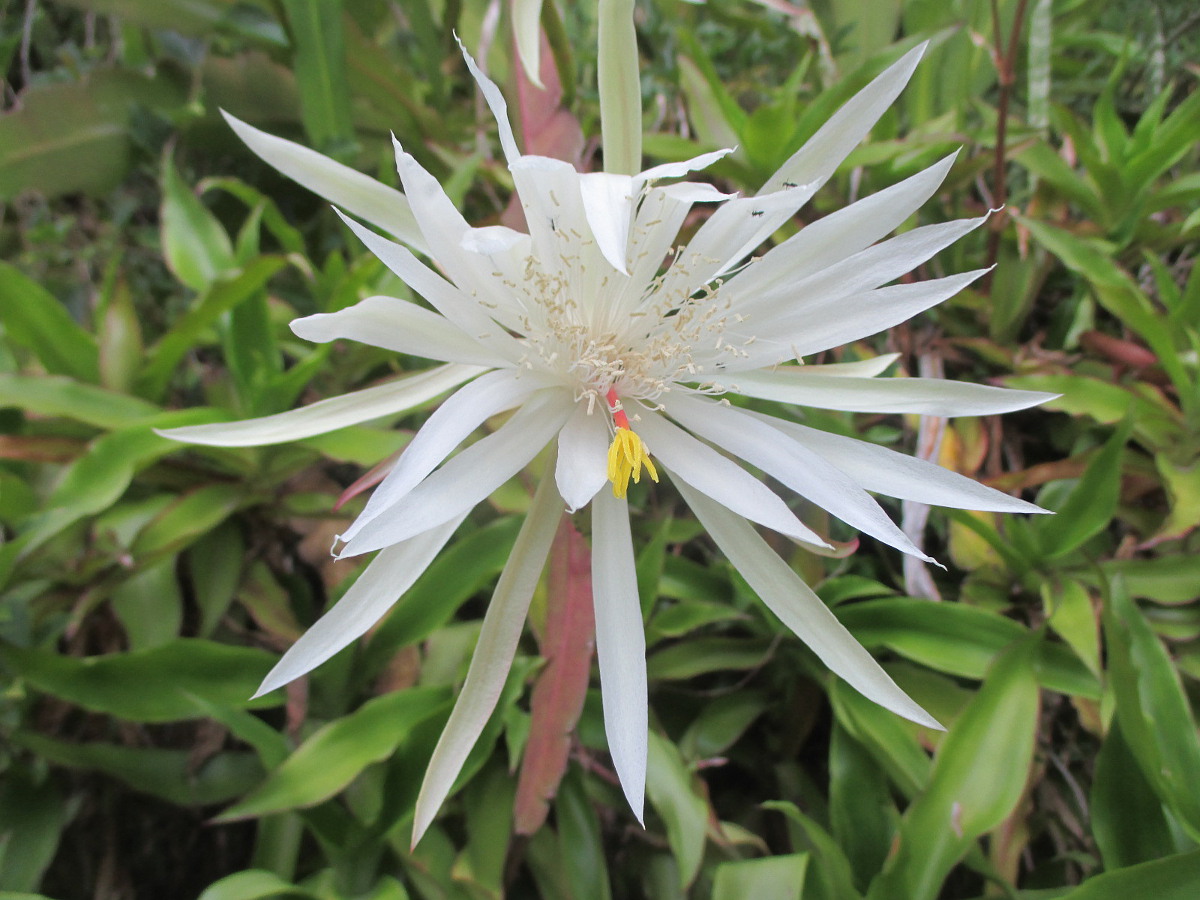 Изображение особи Epiphyllum hookeri.