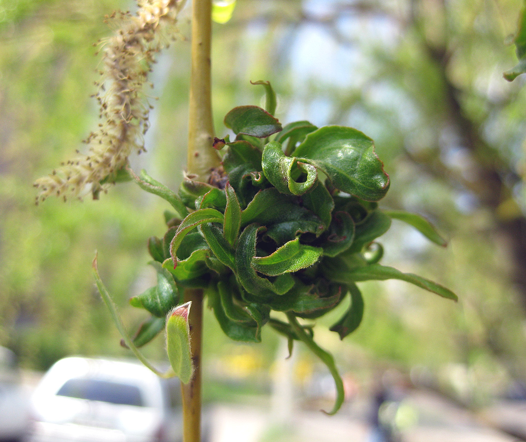 Image of Salix &times; sepulcralis specimen.
