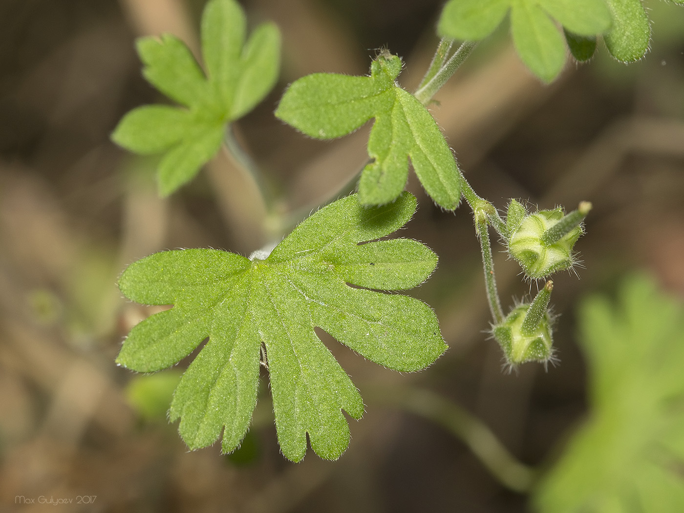 Изображение особи Geranium pusillum.