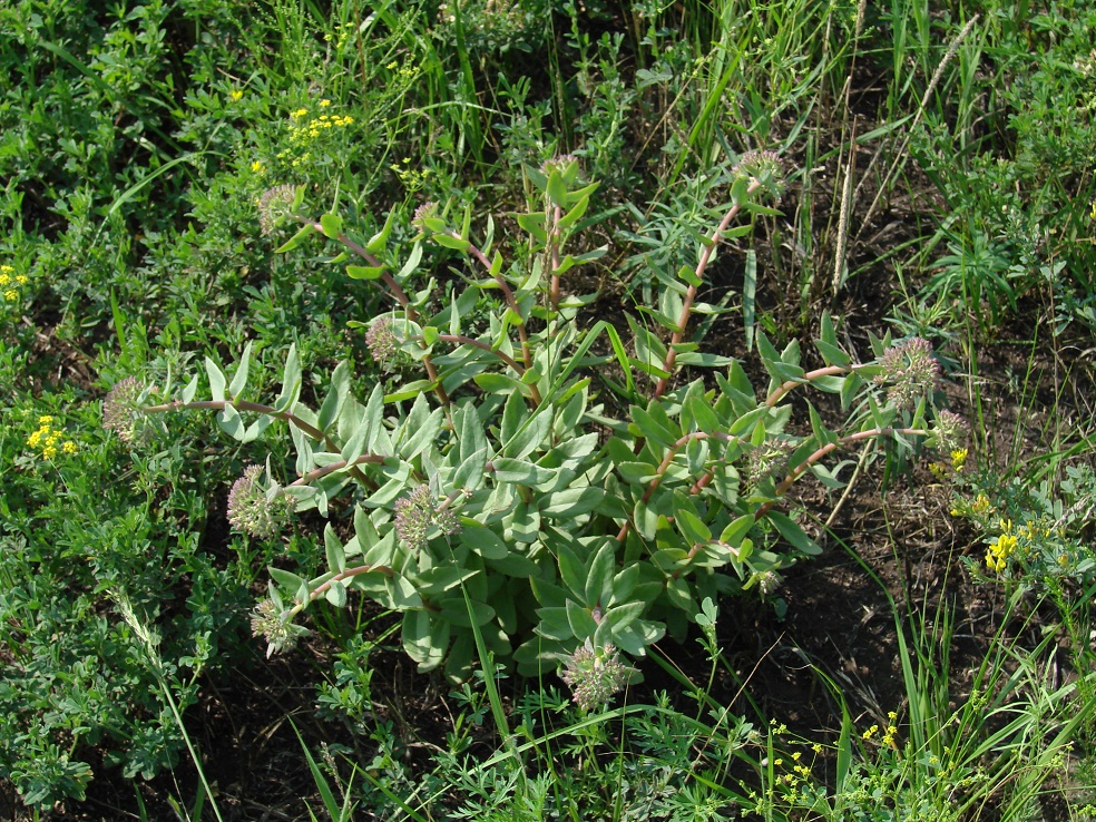 Image of Hylotelephium triphyllum specimen.