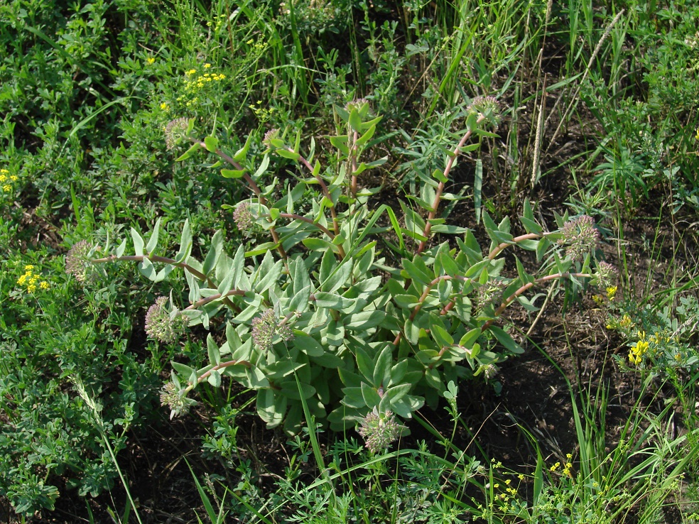 Изображение особи Hylotelephium triphyllum.