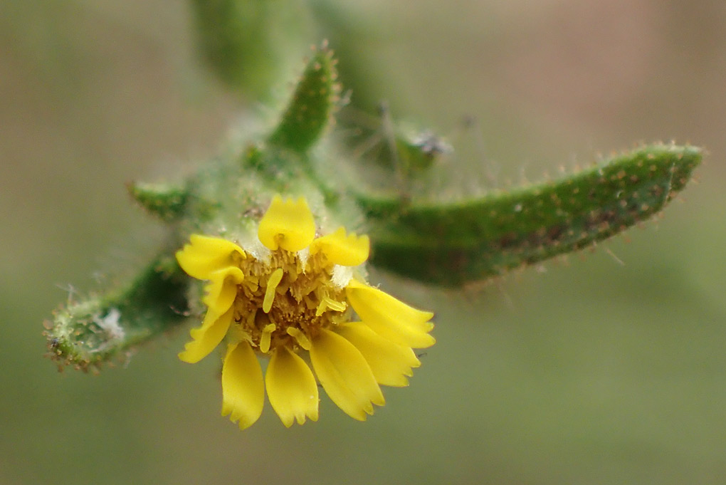 Image of Dittrichia graveolens specimen.