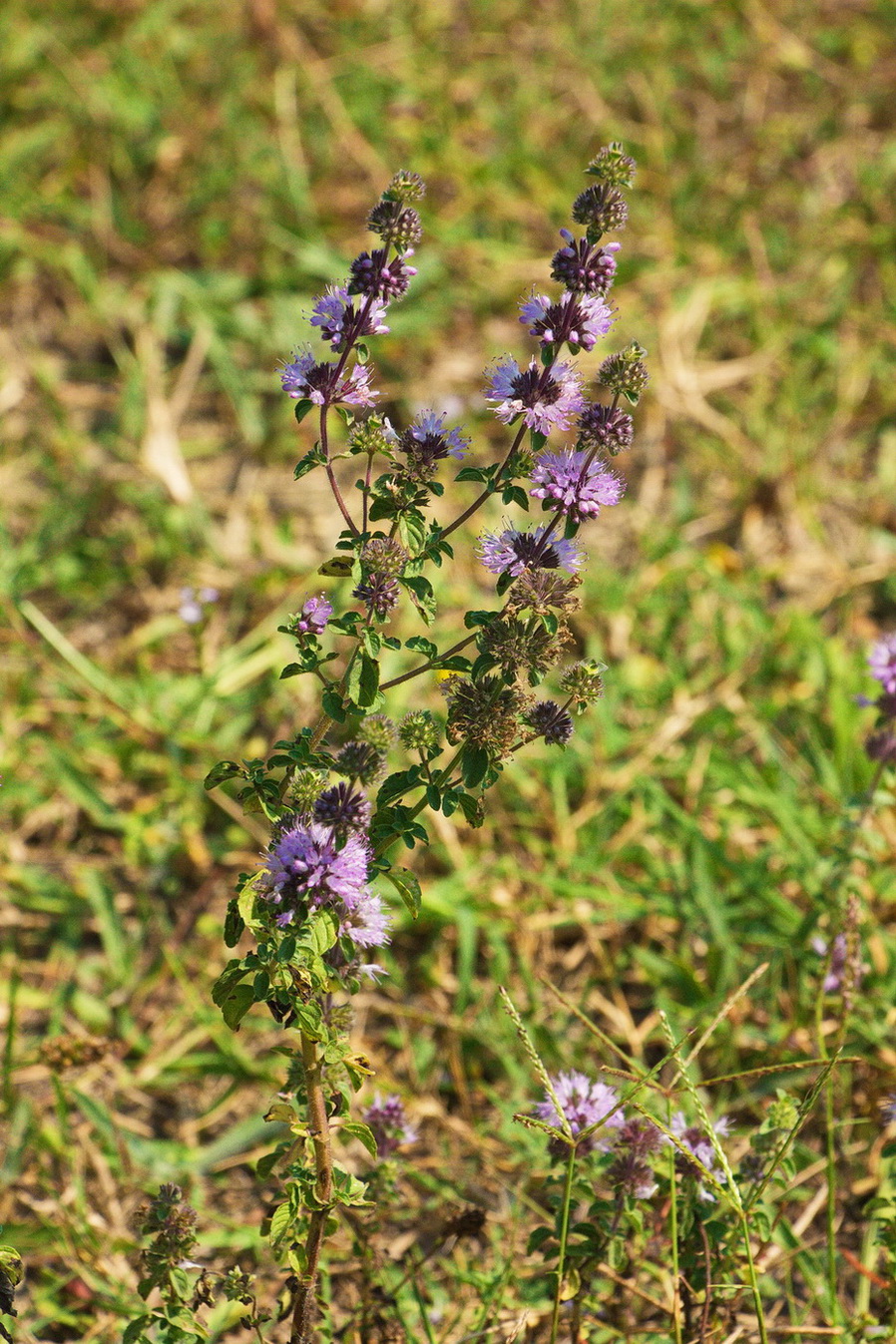 Изображение особи Mentha pulegium.