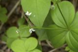 Galium kamtschaticum. Соцветие. Сахалинская обл., Охинский р-н, п-ов Шмидта, ельник зеленомошный. 19.07.2017.