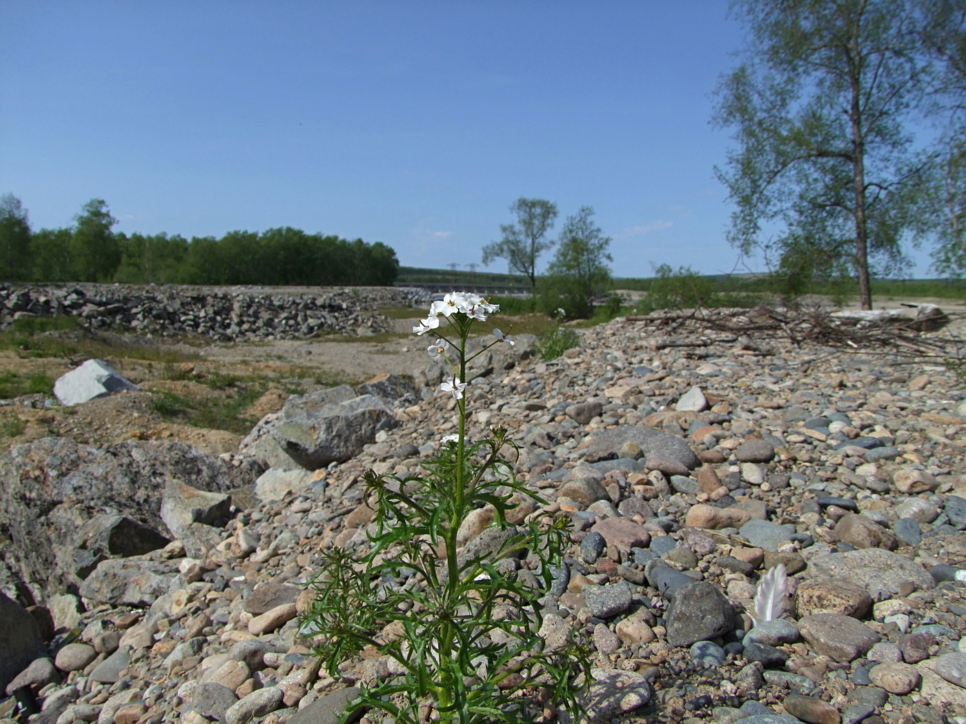 Image of Dontostemon pinnatifidus specimen.