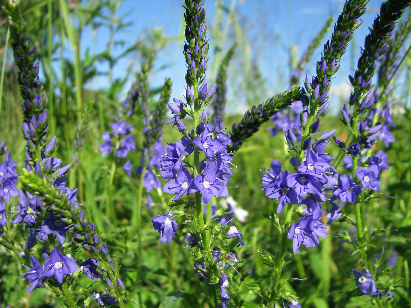 Image of Veronica teucrium specimen.