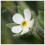 Androsace maxima. Цветок. Республика Татарстан, Бугульминский р-н, склон долины р. Бобровка. 12.05.2010.