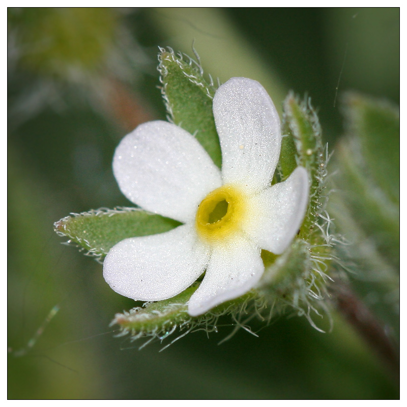 Image of Androsace maxima specimen.