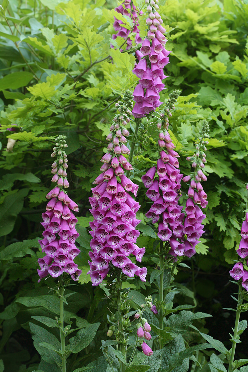 Image of Digitalis purpurea specimen.