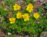 Pulsatilla aurea