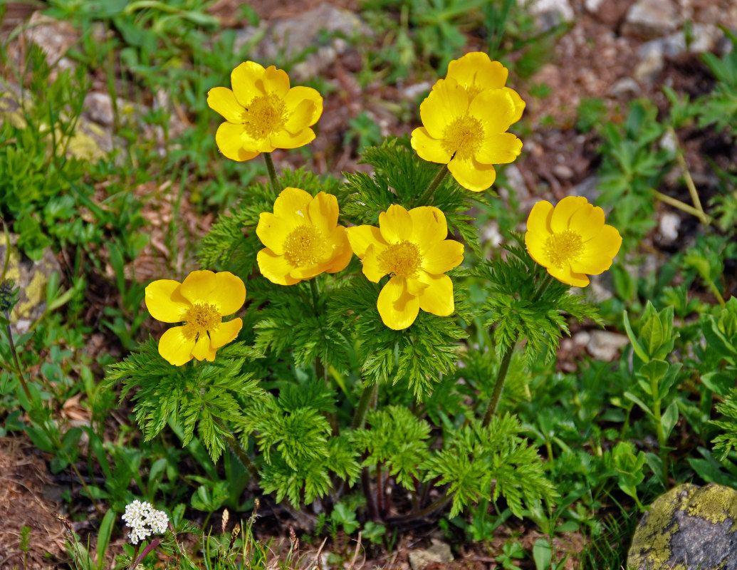 Изображение особи Pulsatilla aurea.