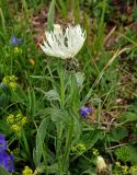Centaurea cheiranthifolia
