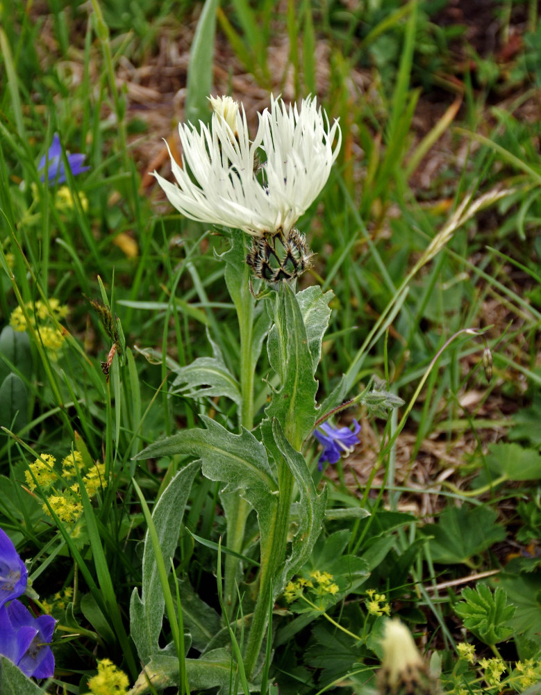 Image of Centaurea cheiranthifolia specimen.