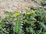 Tribulus terrestris. Побег с цветками и завязавшимися плодами. Казахстан, г. Тараз, долина р. Карасу, под насыпью пешеходной дорожки на склоне юго-зап. экспозиции. 31 июля 2016 г.