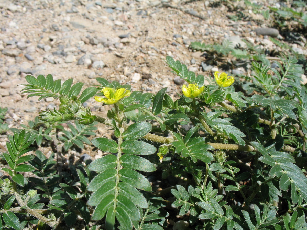 Изображение особи Tribulus terrestris.