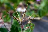 Erodium moschatum. Соплодие. Израиль, г. Бат-Ям, обочина дороги. 23.02.2018.