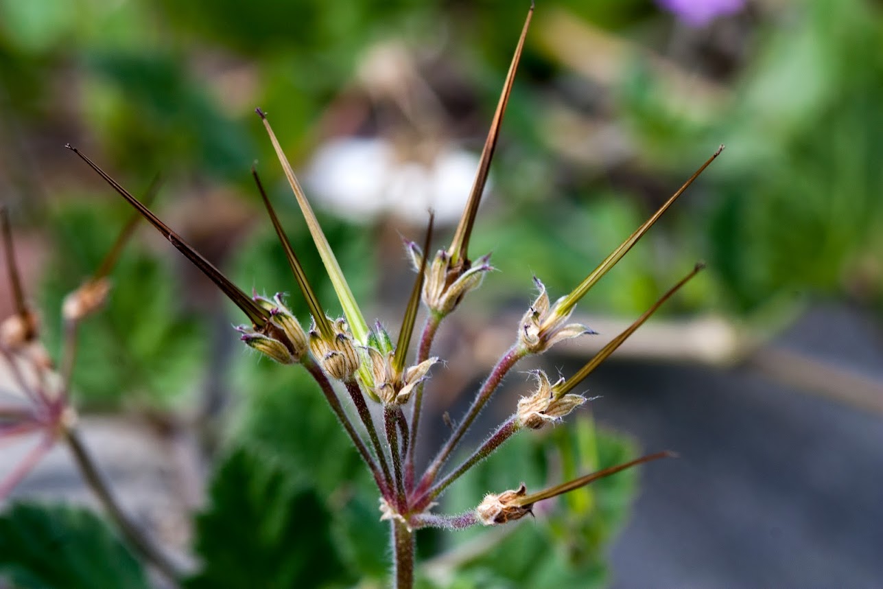 Image of Erodium moschatum specimen.