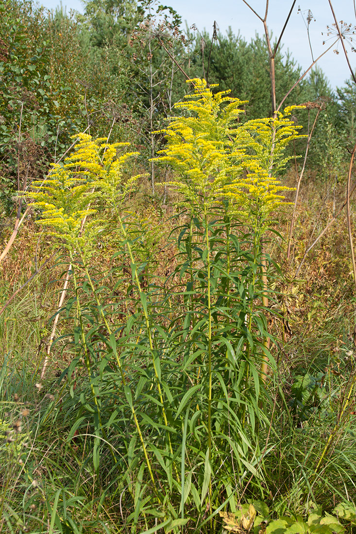 Image of Solidago canadensis specimen.