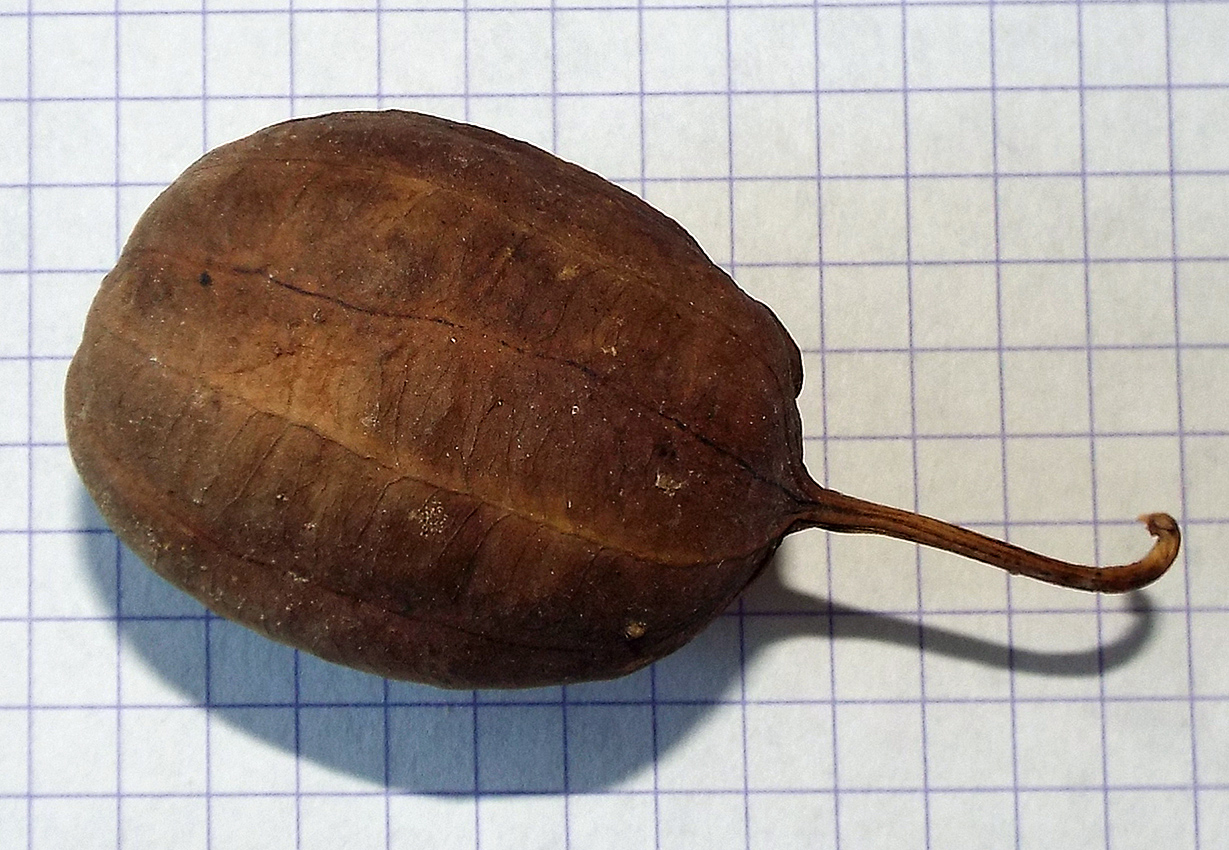 Image of Aristolochia clematitis specimen.