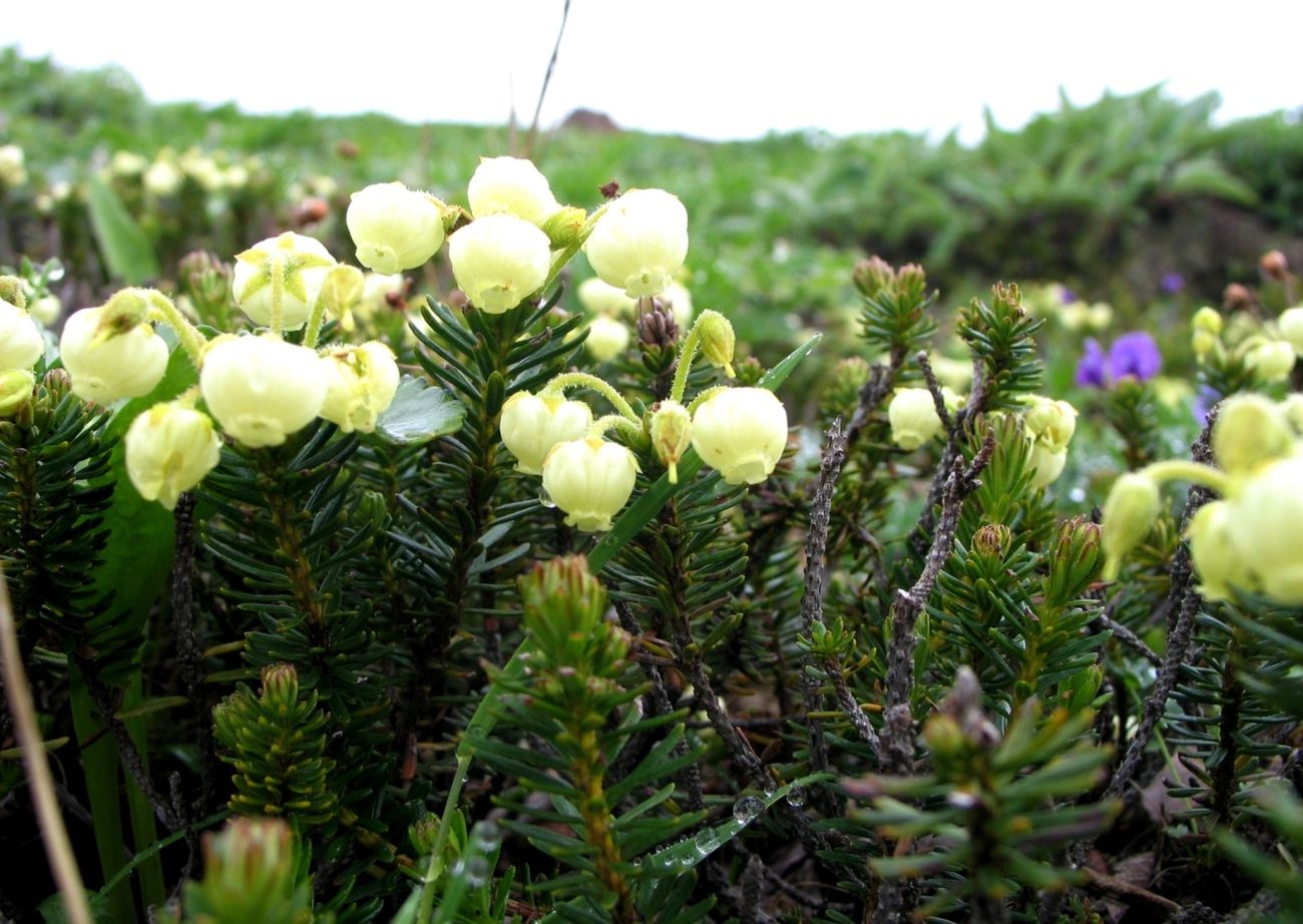 Image of Phyllodoce aleutica specimen.