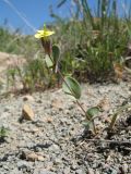 Conringia clavata. Цветущее растение. Южный Казахстан, западные отроги Киргизского хр., горы Ботамойнак в окр. г. Тараз, ≈ 900 м н.у.м., мелкощебнистый пологий склон юго-зап. экспозиции. 21 апреля 2018 г.